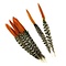 Lady amherst Pheasant feathers (red)