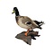 Opgezette wilde eend