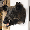 Mounted wild boar trophy (straight facing)