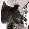 Mounted wild boar trophy (straight facing)