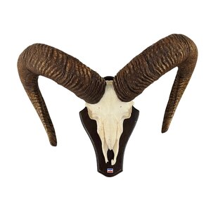 Schädel Mufflon