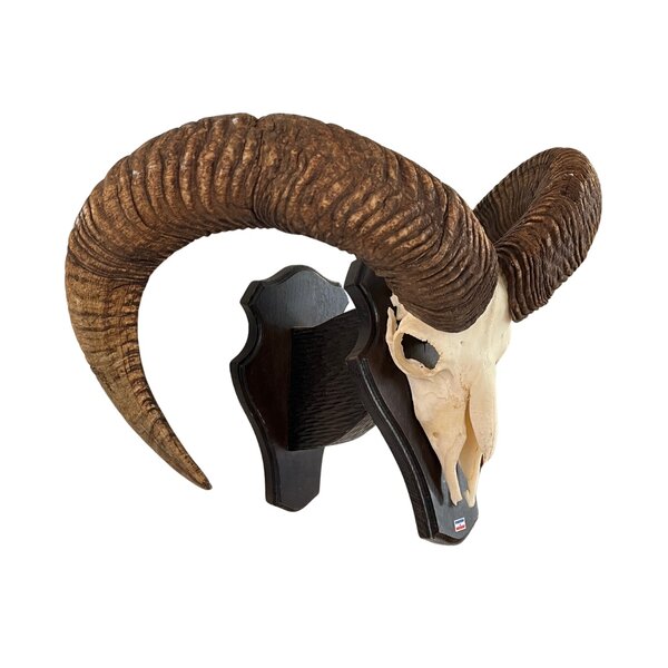 Mouflon skull