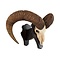 Mouflon skull