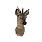 Ree trofee - winterkleed (Linkskijkend)