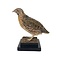 Mounted european quail