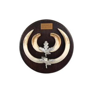 Trofee slagtanden wild zwijn