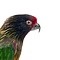 Mounted Yellow-streaked lory