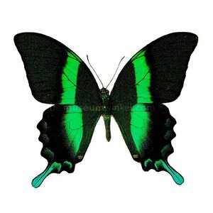 Papilio blumei dried/papered