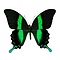 Papilio blumei dried/papered