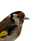 Mounted european goldfinch - wild color