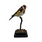 Mounted european goldfinch - wild color