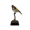 Mounted european goldfinch - wild color