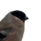 Mounted Bullfinch ♀