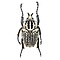 Goliathus orientalis (man) Groot