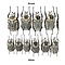 Goliathus orientalis (man) Groot