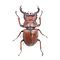 Homoderus mellyi