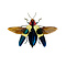 Chrysochroa buqueti - flying