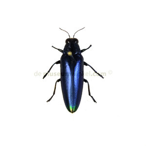 Chrysochroa fulminans fulminans - blauw