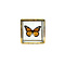 Danaus plexippus sp. - monarch butterfly in glass box
