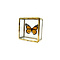 Danaus plexippus sp. - monarch butterfly in glass box