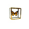 Danaus plexippus sp. - monarch butterfly in glass box