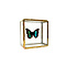 Doxocopa sp. in glass box