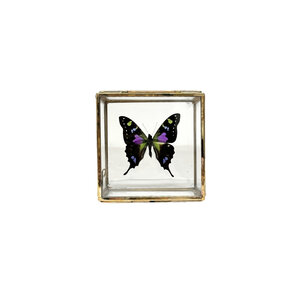 Graphium weiskei - kopfseite im Glaskasten