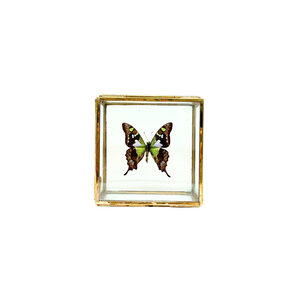 Graphium weiskei - unterseite im Glaskasten