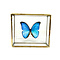 Morpho Didius im Glaskasten