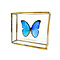 Morpho Didius im Glaskasten