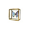 Morpho portis in glass box