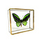 Ornithoptera priamus poseidon sp. (man) im Glaskasten