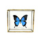 Papilio ulysses ulysses im Glaskasten