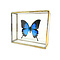 Papilio ulysses ulysses im Glaskasten