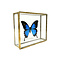 Papilio ulysses ulysses im Glaskasten