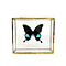 Papilio karna in glass box