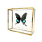 Papilio karna in glass box