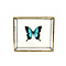 Papilio lorquinianus albertisi in glass box