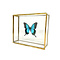 Papilio lorquinianus albertisi in glass box
