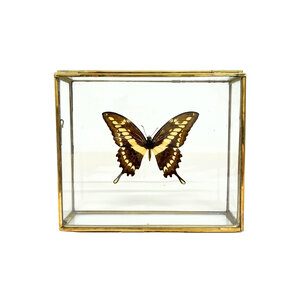 Papilio thoas cinyras im Glaskasten