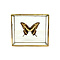 Papilio thoas cinyras in glass box