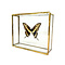 Papilio thoas cinyras in glass box