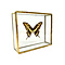 Papilio thoas cinyras in glass box