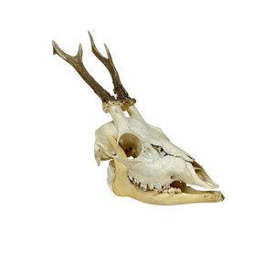 Skull of a Roe deer
