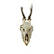 Skull of a Roe deer