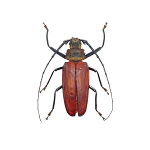Callipogon armillatus (groß)