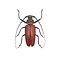 Callipogon armillatus (groot)
