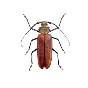 Callipogon armillatus (mittel)