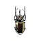 Chalcosoma atlas (mann)