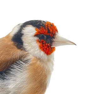 Opgezette putter - wildkleur